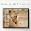 Poster, Lion cub with mom, 90 x 60 см, Framed poster on glass, Animals