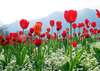 Wall Mural - Field of red tulips
