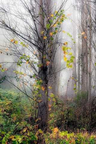 Quadri d'autunno - tesa