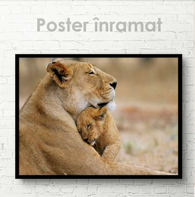 Постер, Львенок с мамой, 90 x 60 см, Постер на Стекле в раме, Животные