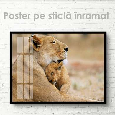 Poster, Pui de leu cu mama, 90 x 60 см, Poster inramat pe sticla