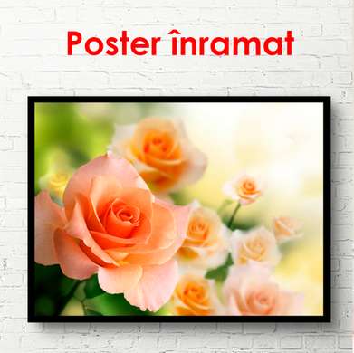 Постер - Куст оранжевых роз, 90 x 60 см, Постер в раме, Цветы