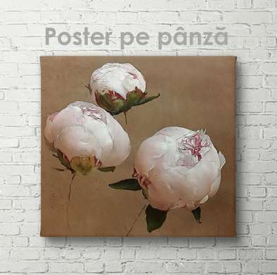 Poster - Bujori de culoare nude, 40 x 40 см, Panza pe cadru, Flori