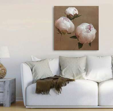Poster - Powder peonies, 40 x 40 см, Canvas on frame, Flowers