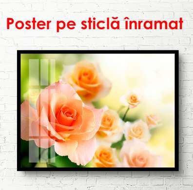 Poster - Tufa de trandafiri portocalii, 90 x 60 см, Poster înrămat, Flori
