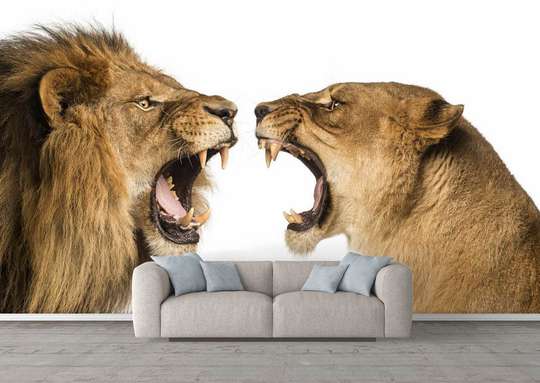 Fototapet - Leul și leoaica pe un fundal alb