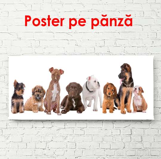 Постер, Красивые собачки на белом фоне, 150 x 50 см, Постер в раме, Животные