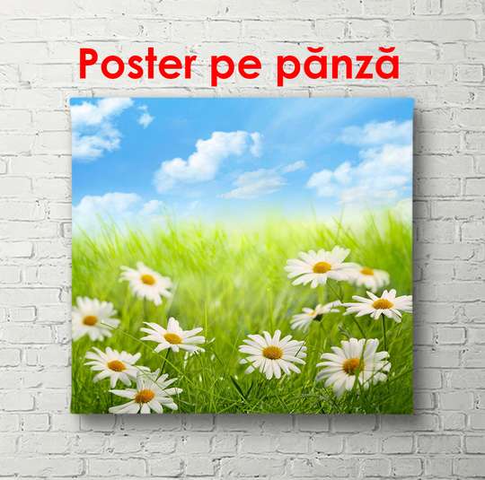 Poster - Two red poppies on a beige background, 100 x 100 см, Framed poster, Flowers
