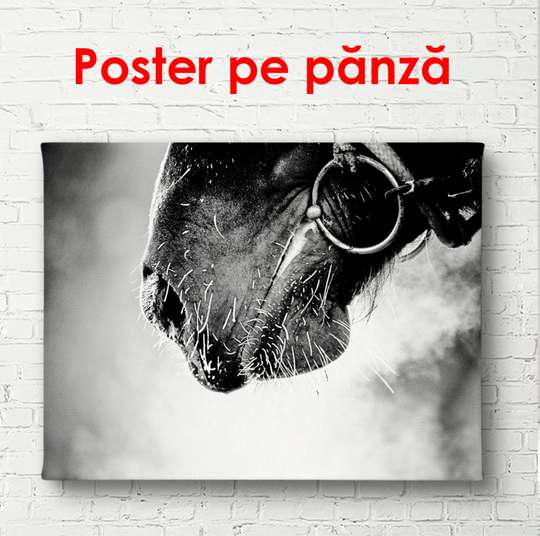 Постер - Лошадь вблизи, 45 x 30 см, Холст на подрамнике, Черно Белые