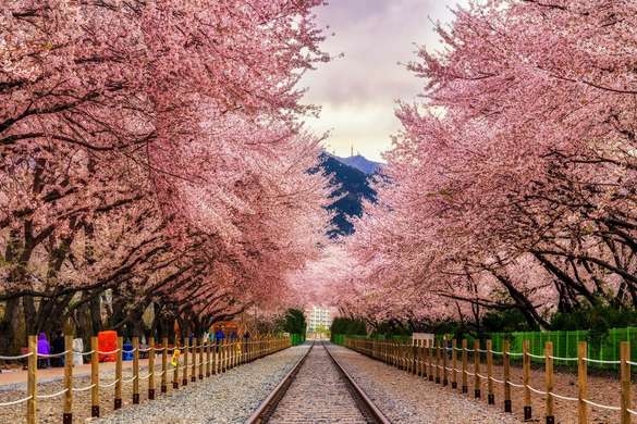 Фотообои - Железная дорога возле деревьев сакуры