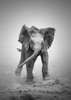 Poster - Micul elefant, 30 x 60 см, Panza pe cadru, Alb Negru